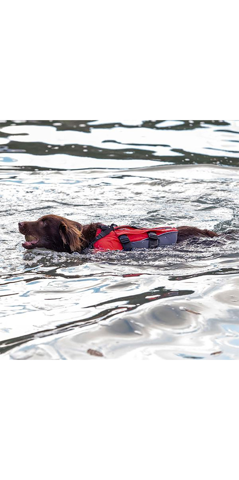 2020 Red Paddle Co Dog Buoyancy Aid - Grey
